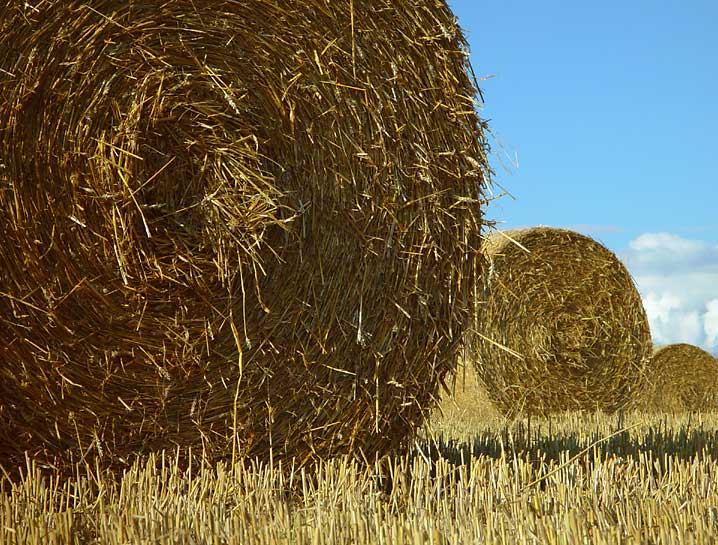 <b>2nd</b><br><B>Harvest *</B><br>by Willem