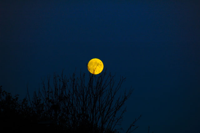 Yellow Moon