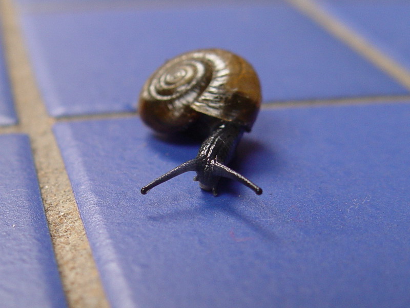 Snails Pace