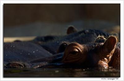 zoo_hippo_DSC5985.jpg