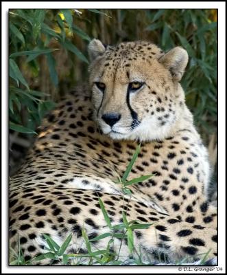 zoo_cheetah_DSC6000.jpg