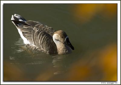 zoo_duck_DSC6015.jpg