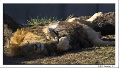 zoo_lion_DSC6091.jpg