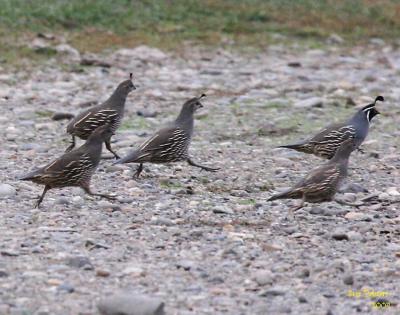 10-29 quail run b 1069.jpg