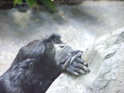 5-17-03 Siamang 1416.jpg