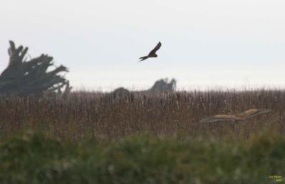 11-12 bittern + 1650.jpg