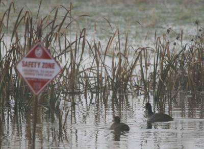 11-12 coots 1611.jpg