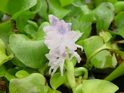 Water Hyacinth- Hoa Lo^.c Bi`nh