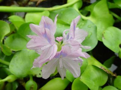 Water Hyacinth- Hoa Lu.c Bi`nh