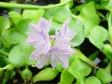 Water Hyacinth- Hoa Lá»¥.c Bi`nh