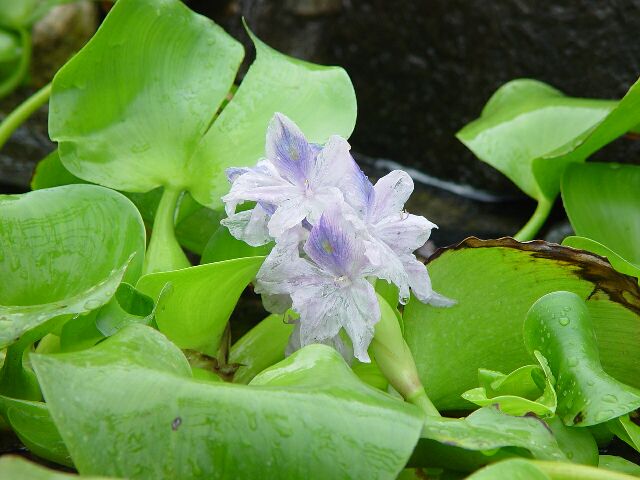 Water Hyacinth- Hoa Lụ.c Bi`nh