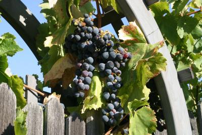 u33/tammyhomma/medium/21345674.grape.jpg