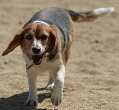 Beagle at Dog Park