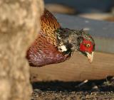 Ring-necked Pheasant #2