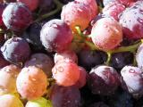 grape_harvest.JPG