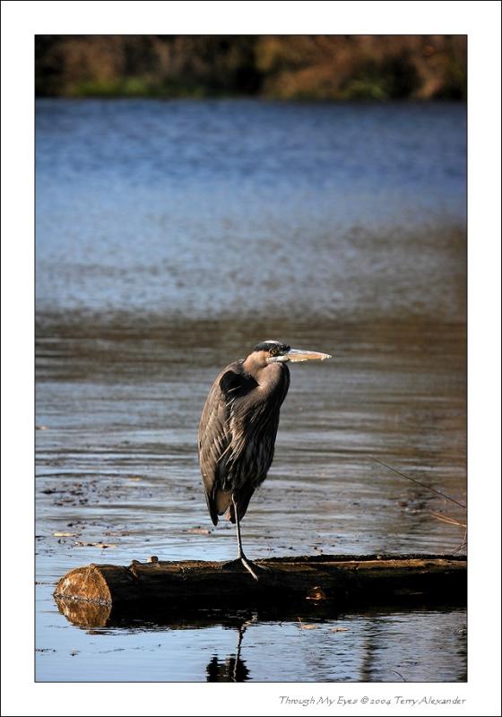 GREAT BLUE HERON RESERVE