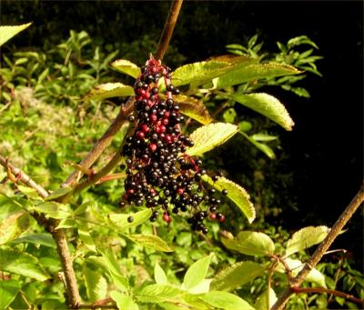 Berries at Dromoland Castle