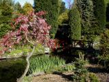 Japanese gardens, Avenham park.
