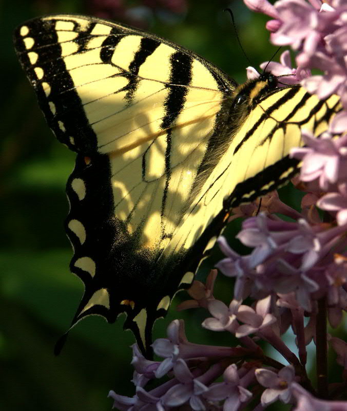 macro003.JPG