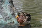 duck70-200.jpg