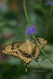 GiantYellowSwallowtail.jpg