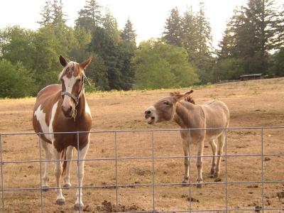 Mad donkey making a ton of racket at a very stubborn horse