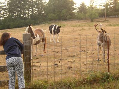 More animals gathering