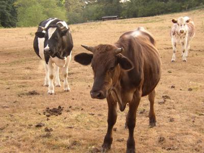 The extended family that responded to the donkey who had a cow