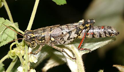 Agroecotettix modestus