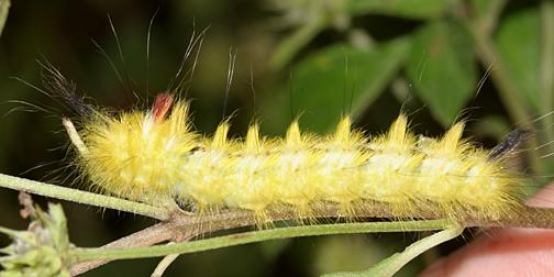 Apatelodes sp.