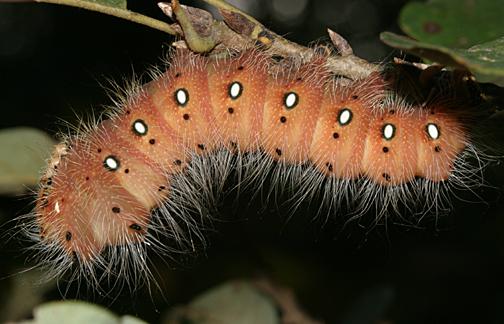 7704 - Imperial Moth - Eacles imperialis