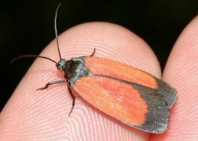 Lichen Moth - Ptychoglene sp.