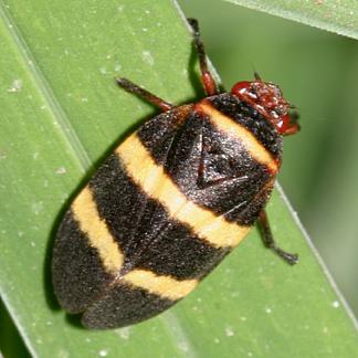 Spittle Bug superfamily - Cercopoidea