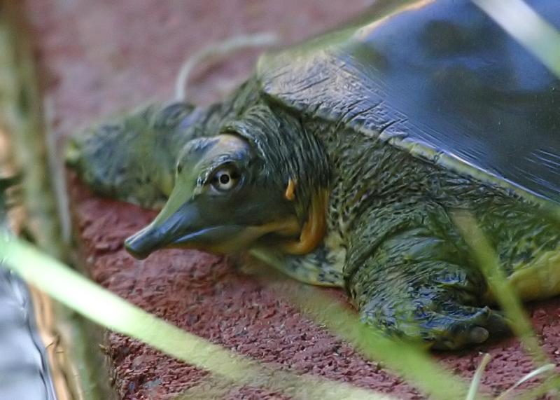 Turtle near the moat.