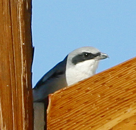 Hawk or Falcon?  Why, neither, naturally, it is a Shrike.