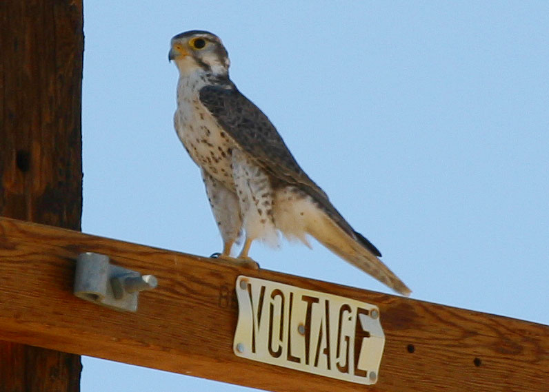 Adult Female Prairie Falcon