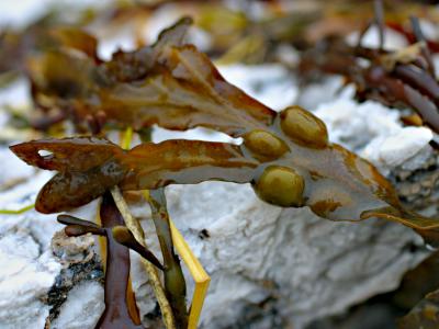 Seaweed on Bramber Shore gypsum