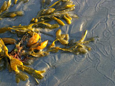 Seaweed and snail trails 1