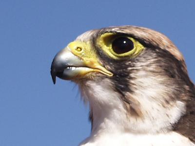 falcon.jpg