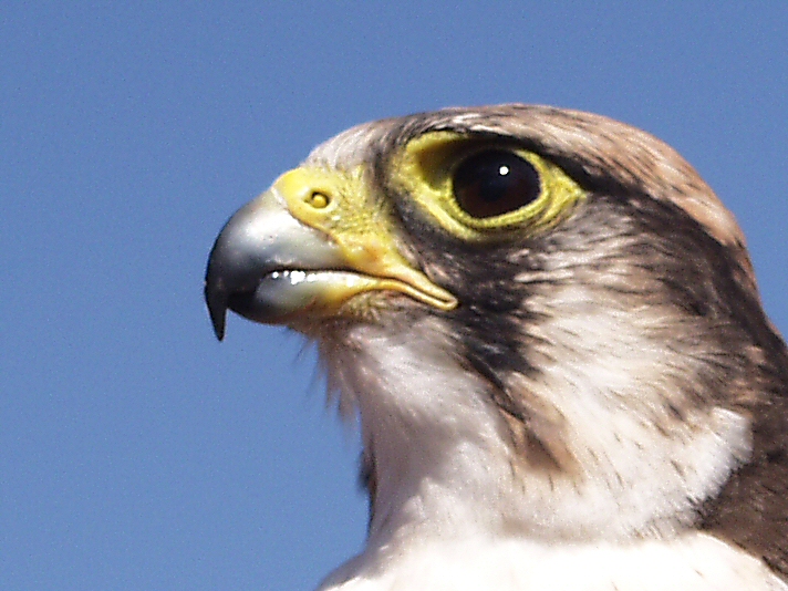 falcon.jpg