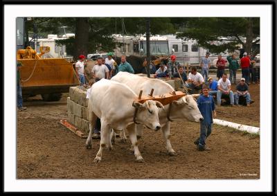 The co-winner of the ox pulling contest. This pair is shown pulling a total of over 12,000 lbs., and was declared a winner along with another pair who duplicated the feat. Pretty amazing.