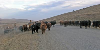 Cattle Drive - front end