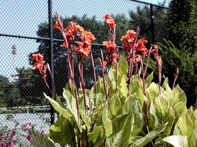 Photo by Rong - More flowers at the Tennis Court