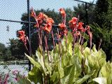 Photo by Rong - More flowers at the Tennis Court