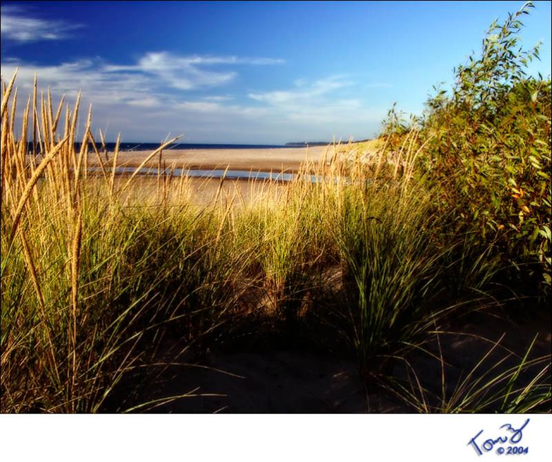 Warren Dunes Beach