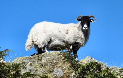 Lakeland sheep