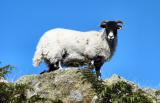 Lakeland sheep