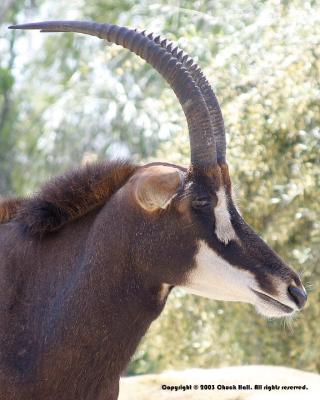 Majestic Sable