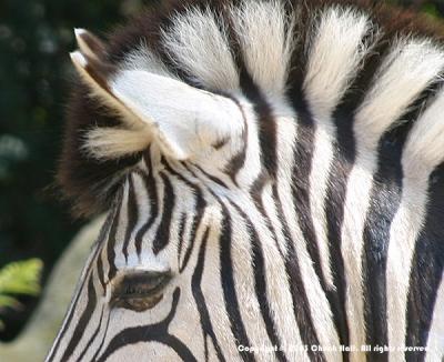 Zebra