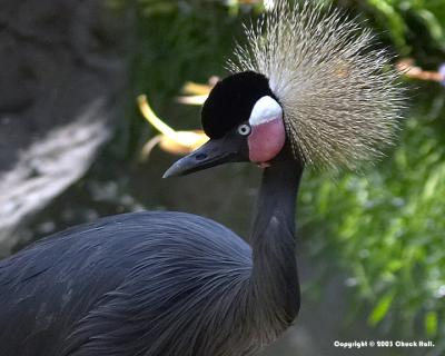 Crowned Crane